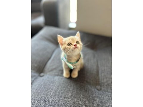 British shorthair 50 günlük yavru
