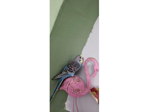 9 adet yavru muhabbet kuşu