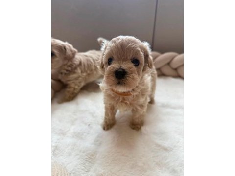 Maltipoo  yavrularımız 
