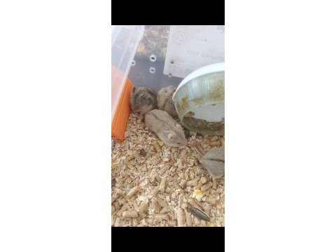 Kayseri gonzales hamster