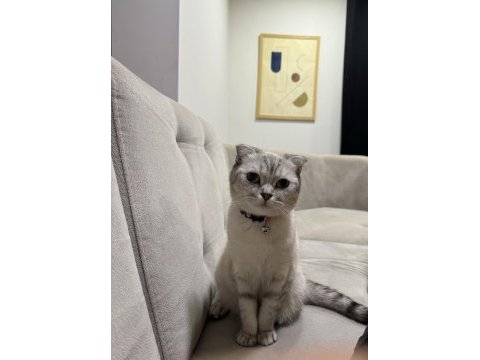 Scottish fold kızıma yuva arıyorum