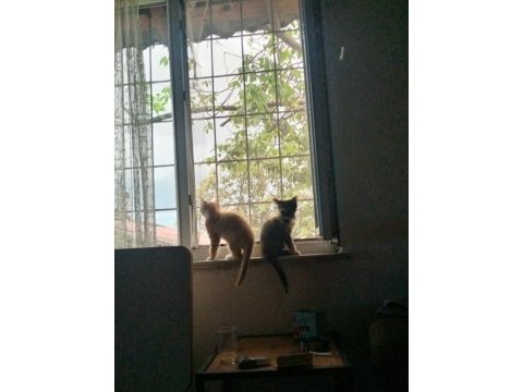 Kısırlaştırılmış erkek sarman kedimiz