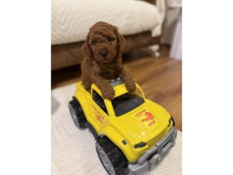 Aynı anneden 3 erkek yavru toy poodle
