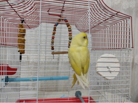 Yavru lutino muhabbet kuşu