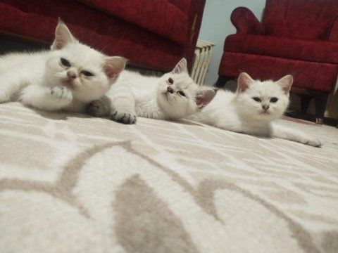 İki dişi ve bir erkek silver point british shorthair
