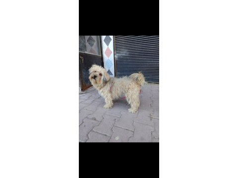 Terrier dişi