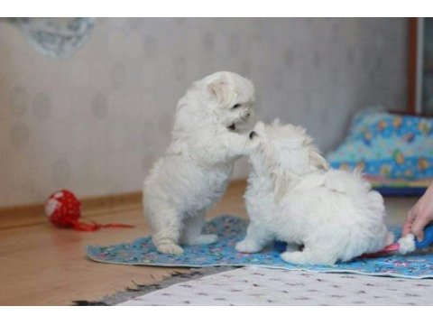 Pamuk şeker tadında maltese [uygun]