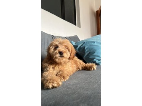 Veterinerden uygun fiyatı maltipoo