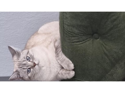 British blue point