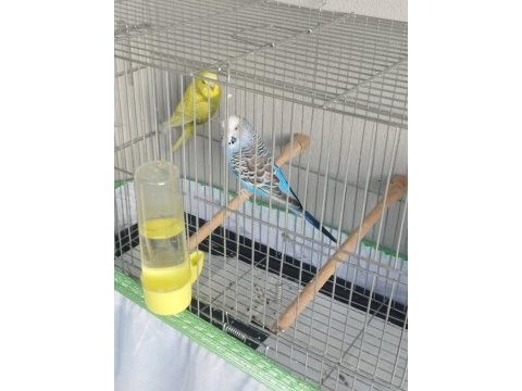 Takım muhabbet kuşu