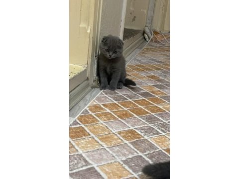 Cins scottish fold yavrularım yeni yuvalarını bekliyor