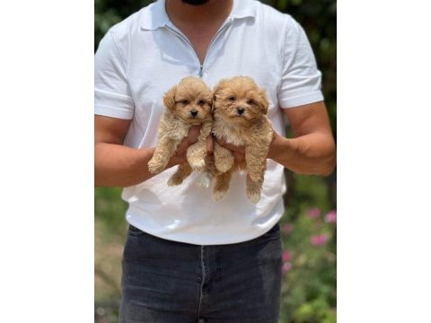 Aşılı çiş eğitimli maltıpoo  bebekler 