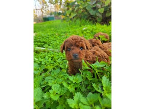 Toy poodle muhteşem bebekler