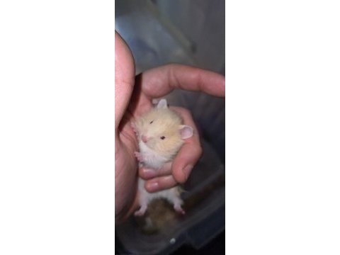 Yavru teddy bear hamsterlar