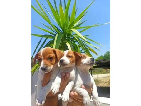 Terrier jack yavruları tüm illere gönderim