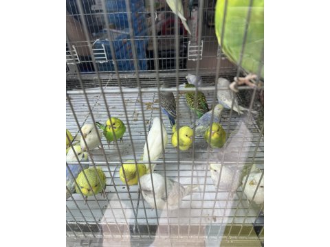 Bebek muhabbet kuşu yeni yeme düşmüş