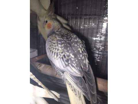 3 aylık sağlıklı yavru sultan papağanlar