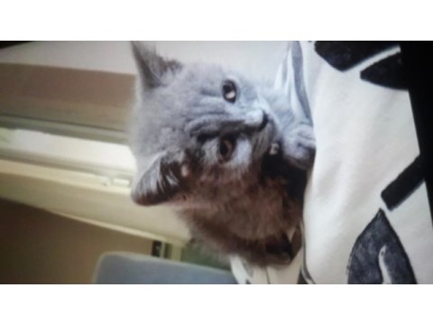British shorthair 2 aylık