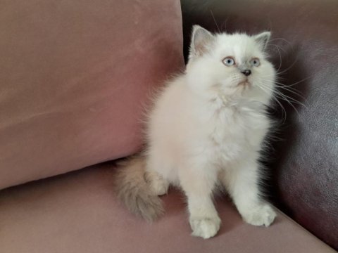 Maviş kızım iran kedisi