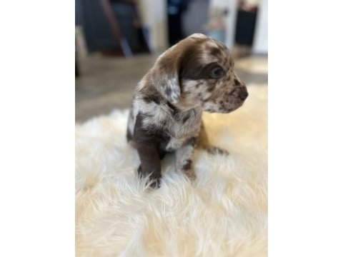 Safkan labradoodle yavruları