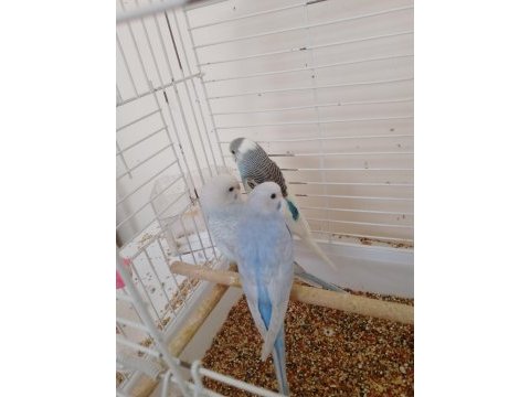 Yavru muhabbet kuşu
