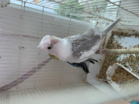 Wifi sultan papağanı erkek damızlık