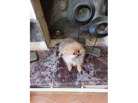 Irk garantılı tea cup pomeranian