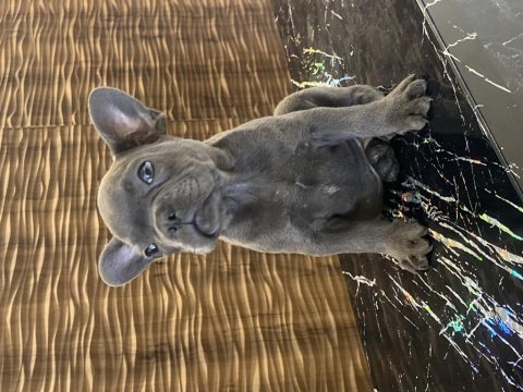 İzmirden blue french bulldog yavrusu