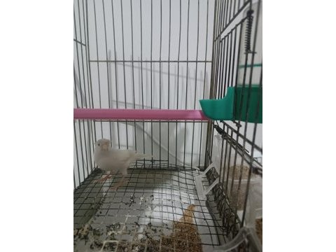 Dik ötümde beyaz tepeli kanarya