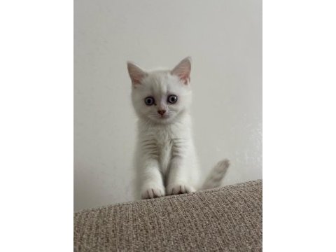 50 günlük blue point dişi british shorthair