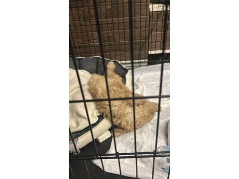 2 aylık kayıtlı poodle