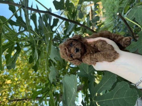Toy poodle bebişler
