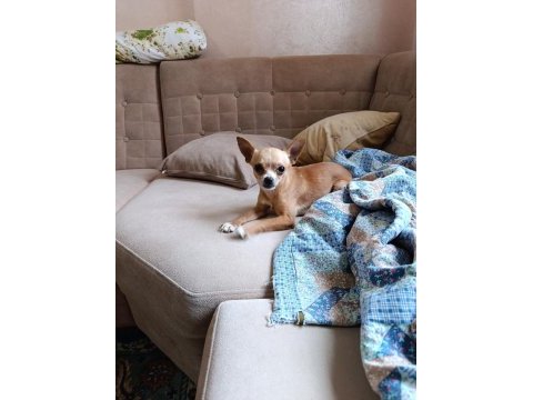 A kalite chihuahua