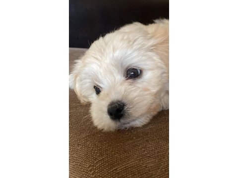 Sahibinden satılık 3 aylık maltipoo