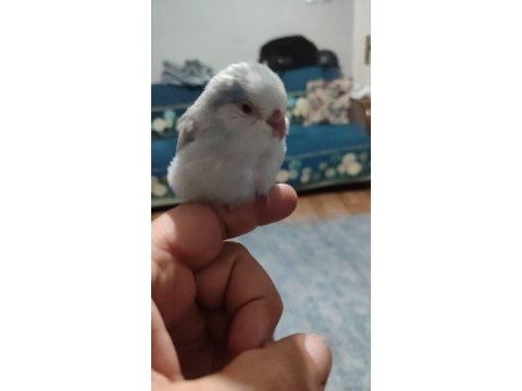 Yavru forpus papağanları