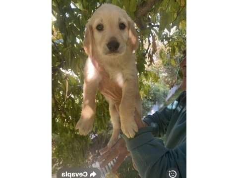 Golden retriever yavrumuz yeni yuva arıyor