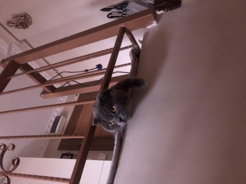 Scottish fold oğlumuza gelin arıyoruz