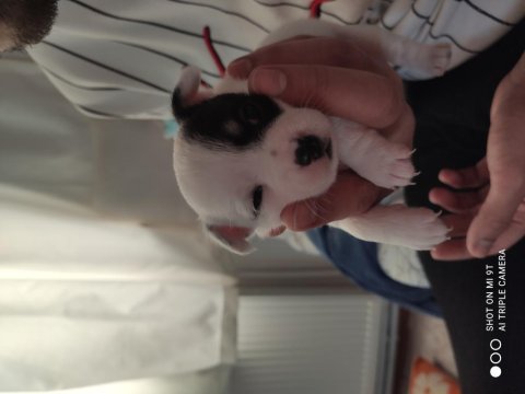 Elma kafa ve küt burun teacup chihuahua yavru