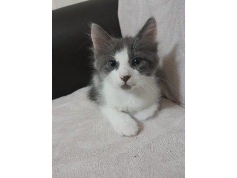 Şıpıdık melez oğlumuz