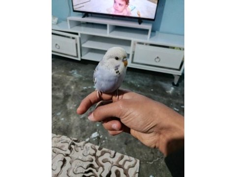 Yavru muhabbet kuşu