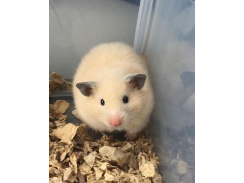 Hamster gonzales yavrularımız heryere gönderim