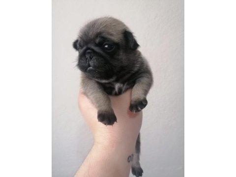 Pug yavrularımız ırk garantilidir