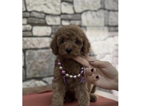 Toy poodle köpeği