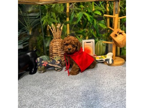 Kore kan toy poodle yavrularımız