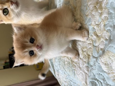 Safkan top kafa ful secereli british longhair