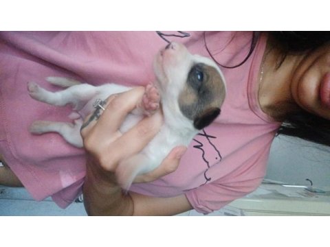 Jack russell yavrularım