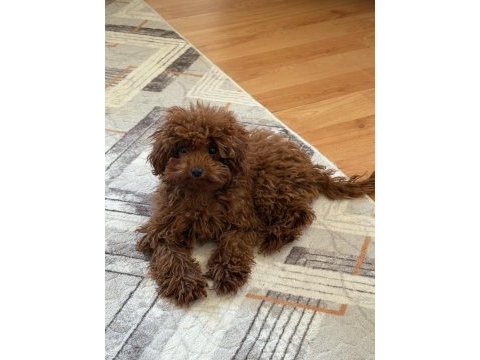 5.5 aylık hem kendi hem huyu güzel bir poodle