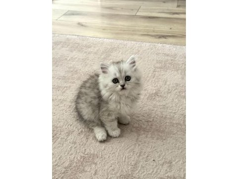 Muhteşem chinchilla bebeklerim yuvalarına gitmeye hazır