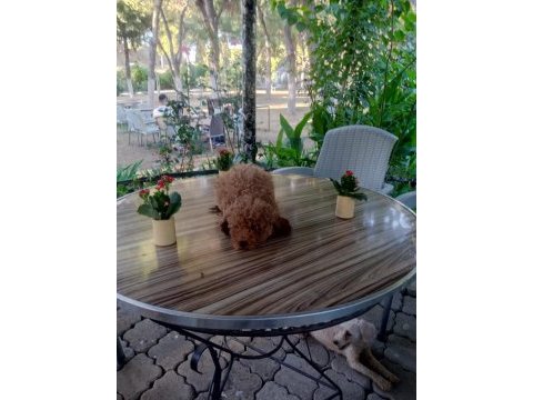 Toy poodle yavruları