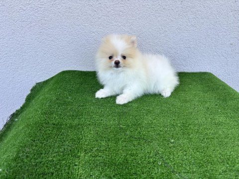 Pomeranian boo köpeğimiz